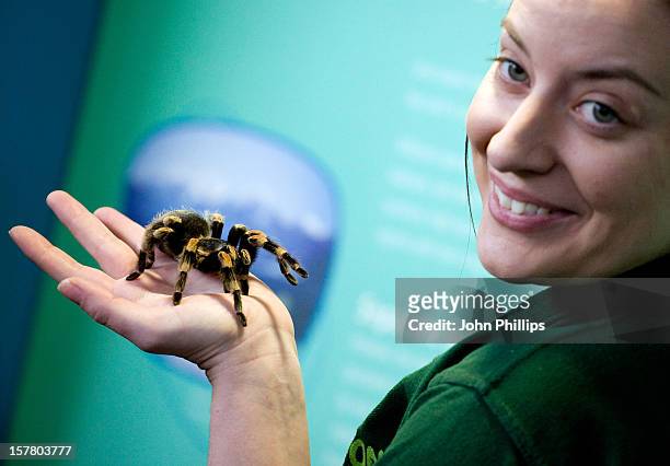 Zoo Keeper Kate Pearce Makes Note Of A Red Kneed Bird-Eating Tarantula During The Annual Stocktake Of Animals At Zsl London Zoo, London.