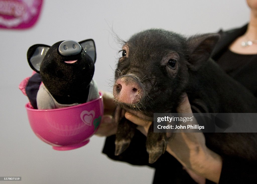 A Micro Pig With One Of The New Tomy Teacup Piggies, At The Toy