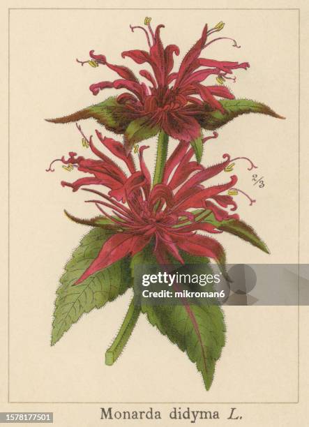 old chromolithograph illustration of botany, crimson beebalm, scarlet beebalm, scarlet monarda, eau-de-cologne plant, oswego tea, or bergamot (monarda didyma) - bergamot stock pictures, royalty-free photos & images