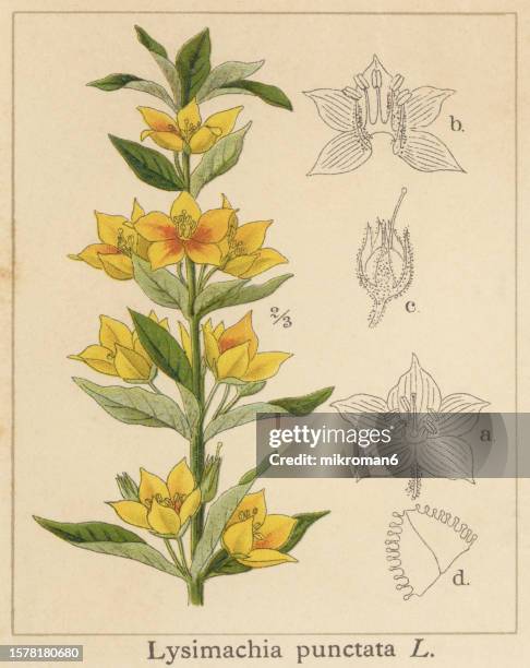 old chromolithograph illustration of botany, the dotted loosestrife, large yellow loosestrife, circle flower, or spotted loosestrife (lysimachia punctata) - gelbes pfennigkraut stock-fotos und bilder