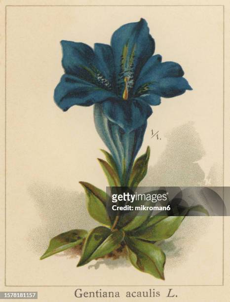 old chromolithograph illustration of the stemless gentian, or trumpet gentian (gentiana acaulis) - genziana foto e immagini stock