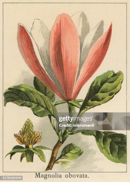 old chromolithograph illustration of botany, japanese cucumber tree, japanese bigleaf magnolia or japanese whitebark magnolia (magnolia obovata) - magnolia obovata stock pictures, royalty-free photos & images