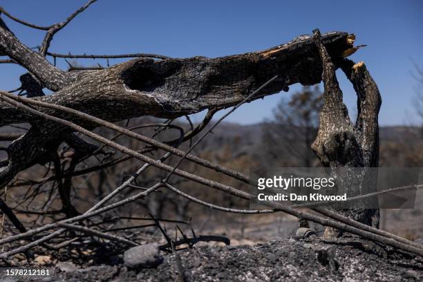 Olive trees damaged by fires on July 29, 2023 in Asklipio, Rhodes, Greece. According to an initial estimate the Greek Ministry of Rural Development...