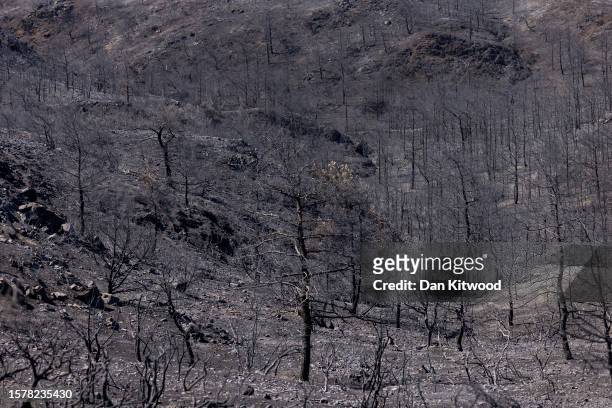 Burnt trees stand in a valley on July 29, 2023 in Asklipio, Rhodes, Greece. While a firefighting helicopter is still dealing with sporadic outbreaks...