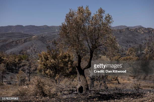 Olive trees damaged by fires on July 29, 2023 in Asklipio, Rhodes, Greece. According to an initial estimate the Greek Ministry of Rural Development...