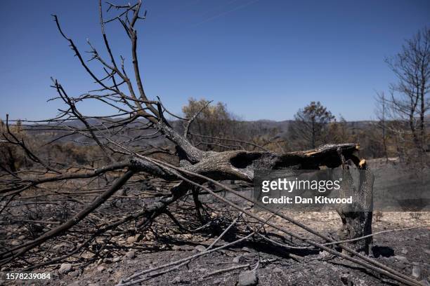 Trees damaged by fires on July 29, 2023 in Asklipio, Rhodes, Greece. According to an initial estimate the Greek Ministry of Rural Development and...