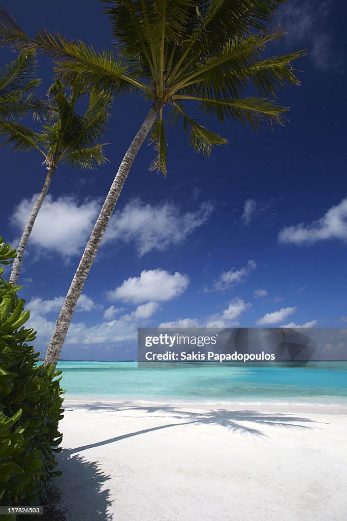 Palmtrees and tropical beach, maldives