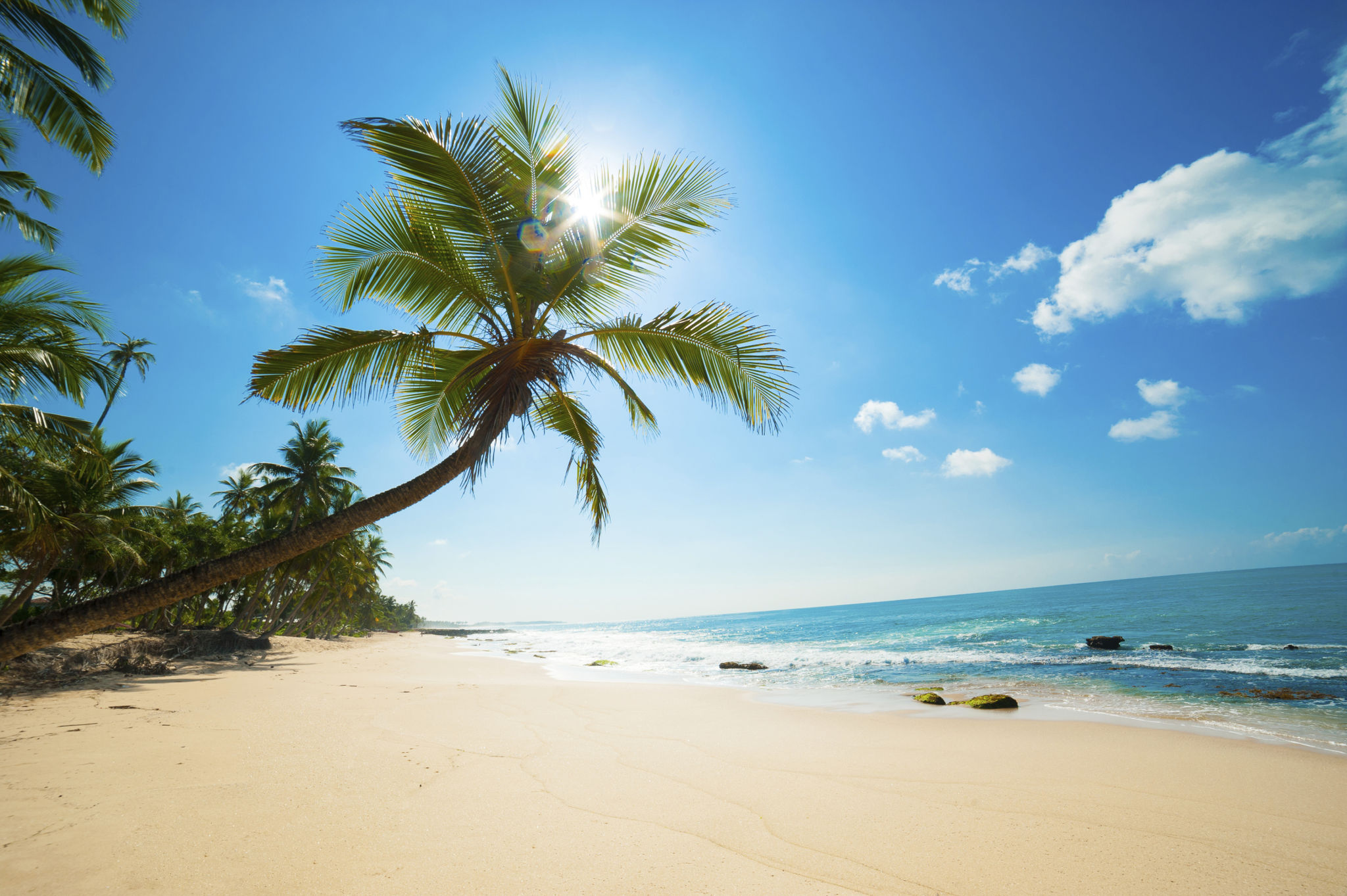 tropical sun