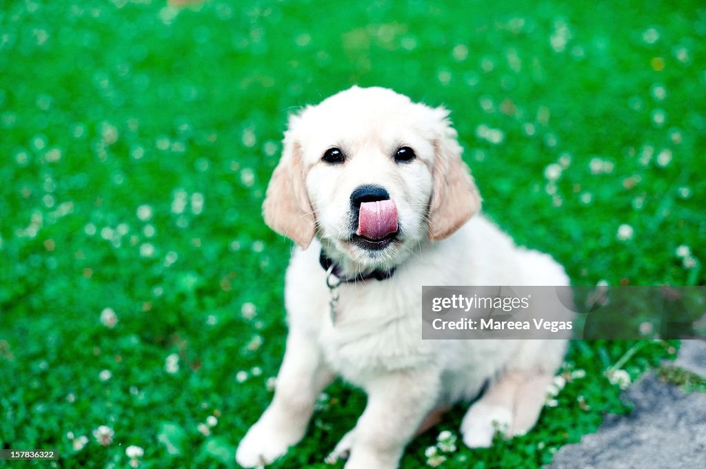 Golden Retriever Pup sticks tongue out