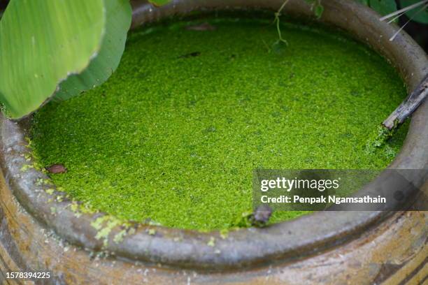 duckweed in water blister - kroos stockfoto's en -beelden