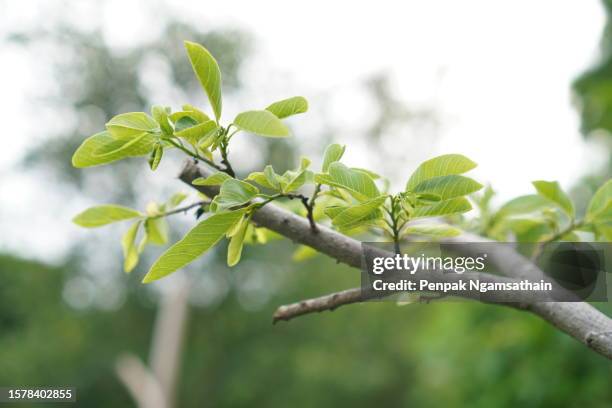 shooting annona squamosa linn. tree - sugar apple stock pictures, royalty-free photos & images