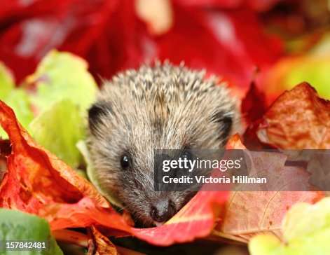 Hedgehog in Autumn leaves Hedgehog in Autumn leaves