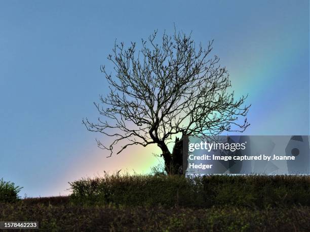 rainbow silhouetting a winter treescape from englands canalways - symbols of peace stock pictures, royalty-free photos & images