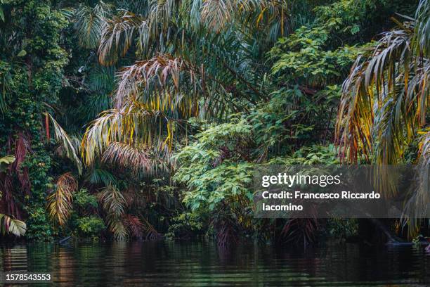 national park tortuguero, into the rainforest. costa rica - tenorio volcano national park stock pictures, royalty-free photos & images