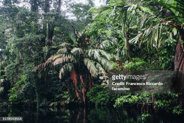 national park tortuguero, into the rainforest. costa rica - parque nacional volcán tenorio fotografías e imágenes de stock