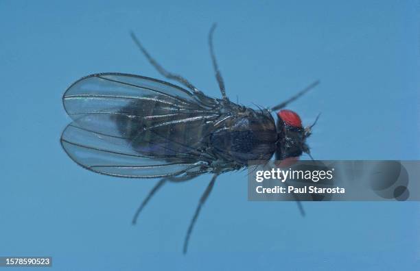 drosophila melanogaster (fruit fly, pomace fly, vinegar fly) - mutant ebony - partie d'une série stockfoto's en -beelden