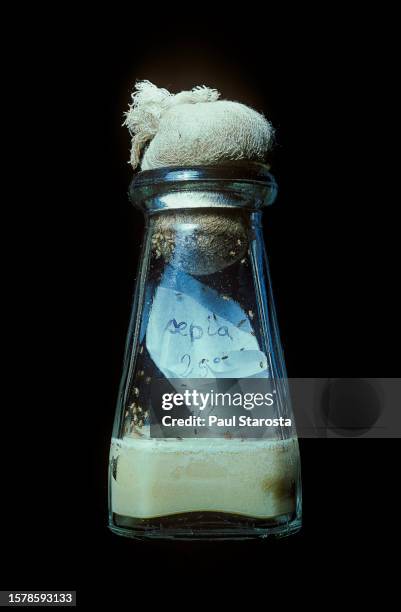 drosophila melanogaster (fruit fly, pomace fly, vinegar fly) - breeding bottle - partie d'une série stockfoto's en -beelden