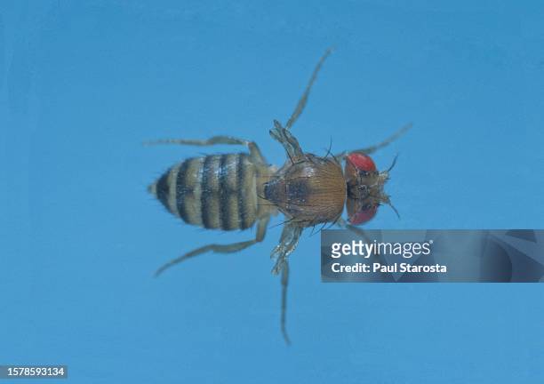 drosophila melanogaster (fruit fly, pomace fly, vinegar fly) - mutant vestigial - vestigial wing stock-fotos und bilder