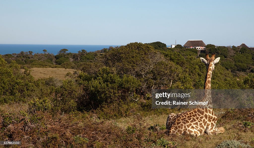 Giraffe in Sea View Lion Park, Port Elizabeth, Eastern Cape, South Africa