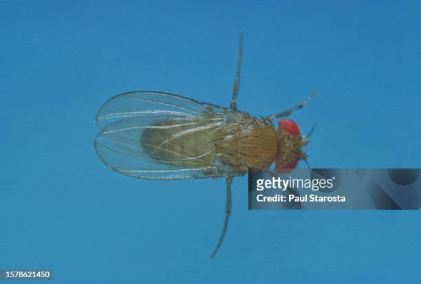 drosophila melanogaster (fruit fly, pomace fly, vinegar fly) - mutant yellow-cross veinless-forked-vermillon - partie d'une série stockfoto's en -beelden