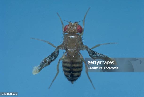 drosophila melanogaster (fruit fly, pomace fly, vinegar fly) - mutant wrinkle - partie d'une série stockfoto's en -beelden