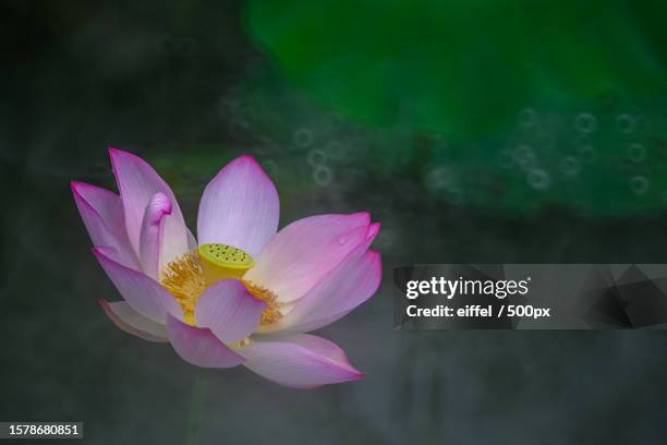 close-up of pink water lily,macau - macao stock pictures, royalty-free photos & images