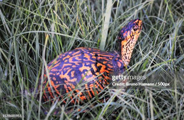 close-up of butterfly on grass,marlboro twp,new jersey,united states,usa - box turtle stock pictures, royalty-free photos & images