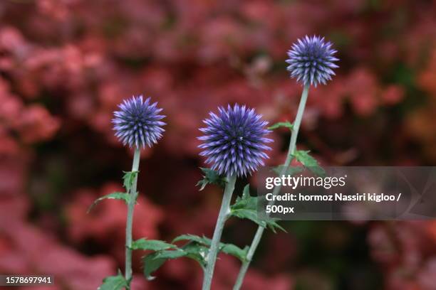 close-up of purple flowering plant on field,canada - green spiky plant stock pictures, royalty-free photos & images