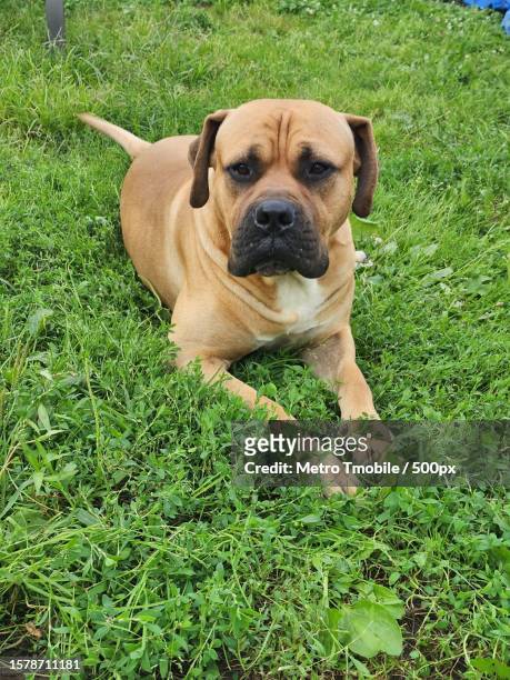high angle portrait of mastiff on grass,cleveland,ohio,united states,usa - japanese tosa stock pictures, royalty-free photos & images