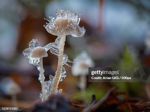 close-up of frozen plant - arian stock pictures, royalty-free photos & images