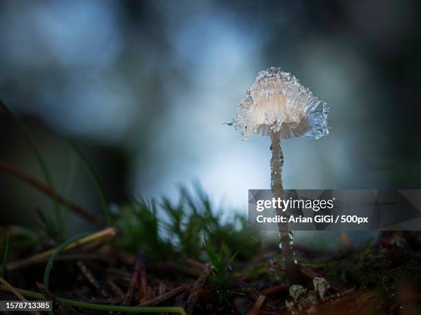 close-up of mushroom growing on field,finland - arian stock pictures, royalty-free photos & images