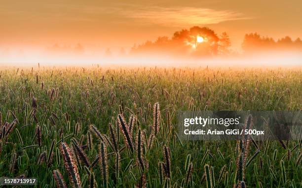 scenic view of field against sky during sunset,turku,finland - arian stock pictures, royalty-free photos & images