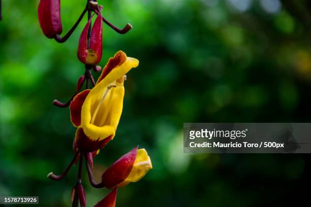 close-up of yellow flowering plant,yumbo,valle del cauca,colombia - valle del cauca stock-fotos und bilder