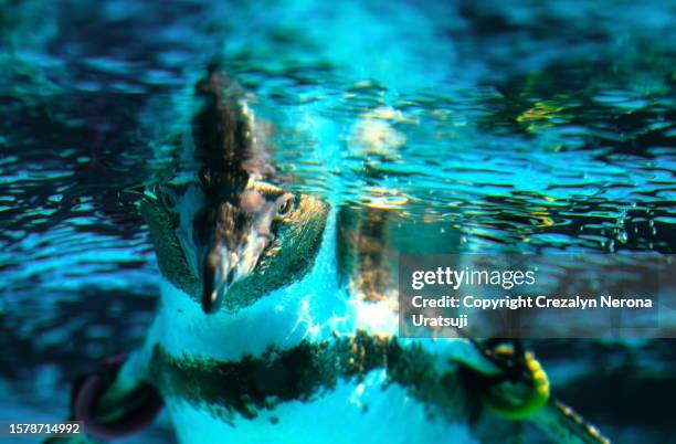 penguin in extreme close up - japan penguin stock pictures, royalty-free photos & images