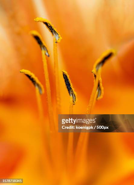 close-up of orange lily - estambre fotografías e imágenes de stock