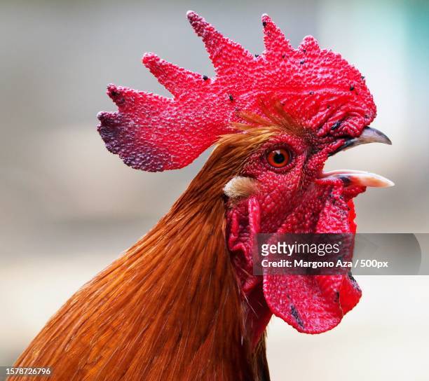 close-up of rooster - rooster stock pictures, royalty-free photos & images