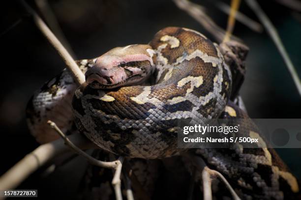 close-up of python,bengaluru,karnataka,india - python skin stock pictures, royalty-free photos & images