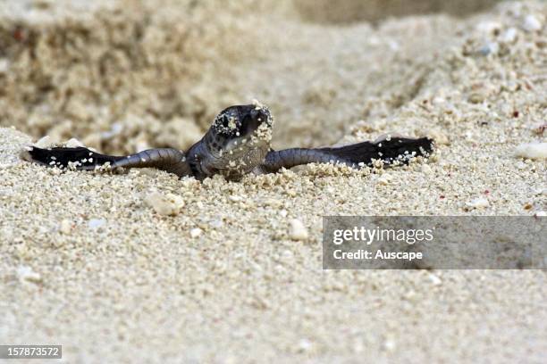 Green turtle , hatchling emerging. Heron Island, Capricorn-Bunker Group, Great Barrier Reef, Queensland, Australia.