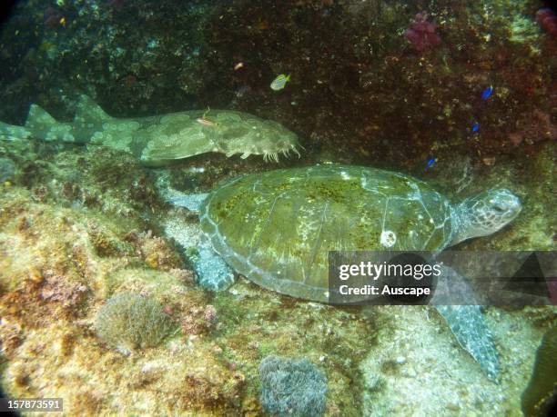 Green turtle , with a Spotted wobbegong . Julian Rocks, Byron Bay, New South Wales, Australia.