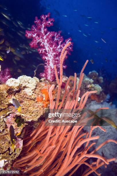 Gorgonian coral , with a Soft coral tree, Dendronephthya, beyond, on the wreck of the steamship 'Yongala', sunk in 1911. Off Townsville, North...
