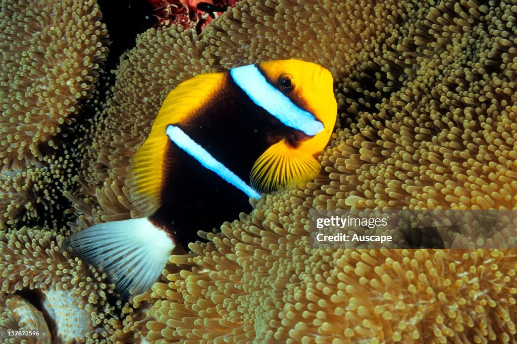 Orange-fin anemonefish