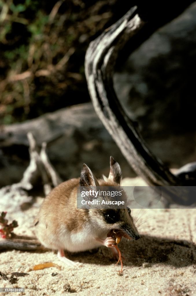 Fat-tailed dunnart