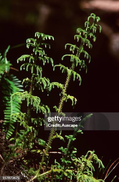 Miniature clubmoss , fern allies. Florence Falls, Litchfield National Park, Northern Territory, Australia.