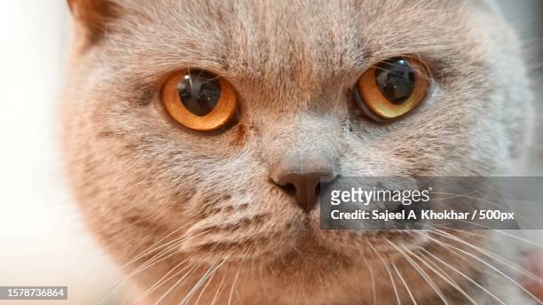 close-up portrait of cat,west midlands,united kingdom,uk - shorthair cat stock pictures, royalty-free photos & images