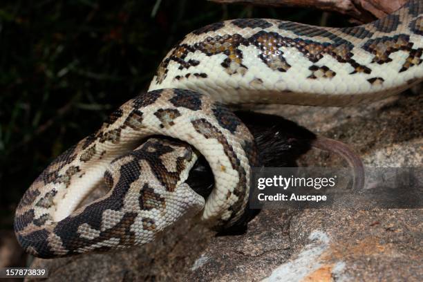 Python Lake 28 Yalgorup National Park Stock Photos, High-Res Pictures, and Images ...