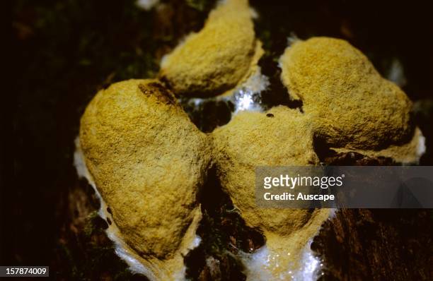 Slime mould, often called Dog's vomit slime mould , not a fungus but an amoeba-like organism that engulfs bacteria and other prey with its...