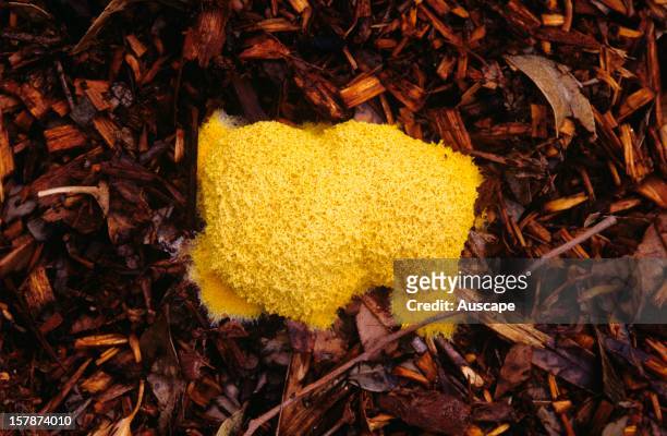 Slime mould, often called Dog's vomit slime mould , not a fungus but an amoeba-like organism that engulfs bacteria and other prey with its...