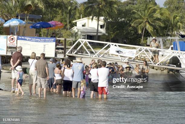 Indo-Pacific humpback dolphin , Tourists and residents gather every morning for the chance to interact with the local dolphin population, which has...