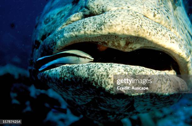 Potato cod , having its mouth cleaned by a Cleaner wrasse. Lizard Island National Park, Great Barrier Reef, Queensland, Australia.