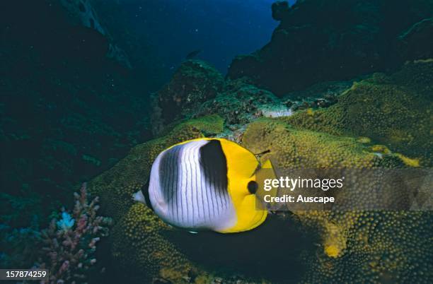 Pacific double-saddle butterflyfish , grows to 15 cm. Great Barrier Reef, Queensland, Australia.